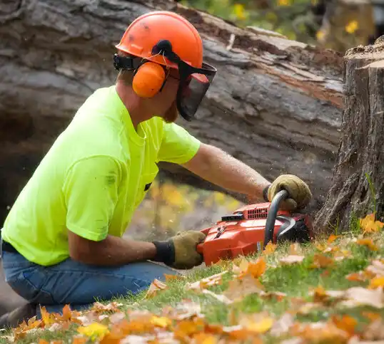 tree services Velda City